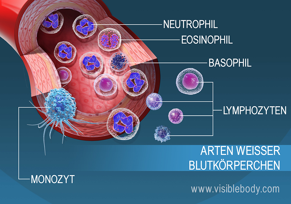 Die unterschiedlichen Arten von weißen Blutkörperchen im Blutstrom